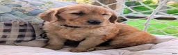 Golden Retriever dogs for sale: Daisy - Ad 3