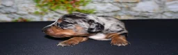 Miniature Dachshund dogs for sale: Miniature Dachshund Puppy 4 - Ad 5