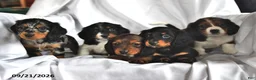 Miniature Dachshund dogs for sale: Latte - Ad 5