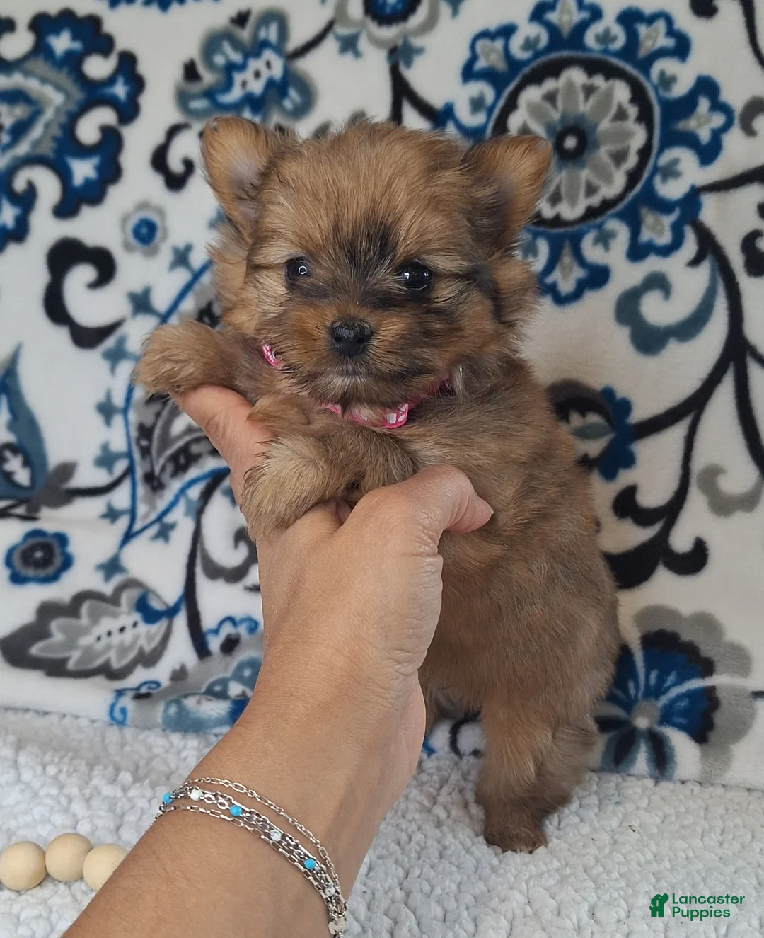 Mixed Breed dogs for sale: Teenie - Ad 1