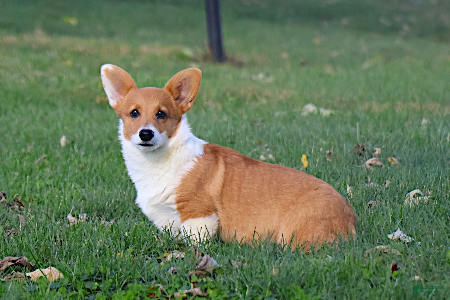 Welsh Corgi Pembroke Puppies for sale Lancaster Puppies