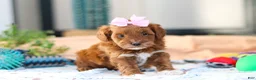Cavapoo dogs for sale: Amber - Ad 3