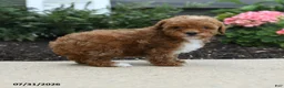 Toy Poodle dogs for sale: Bell  - Ad 3