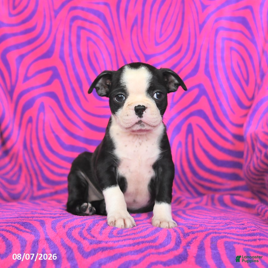 Boston Terrier dogs Lucy - Ad 2