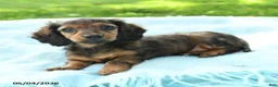 Miniature Dachshund dogs for sale: Penny - Ad 1