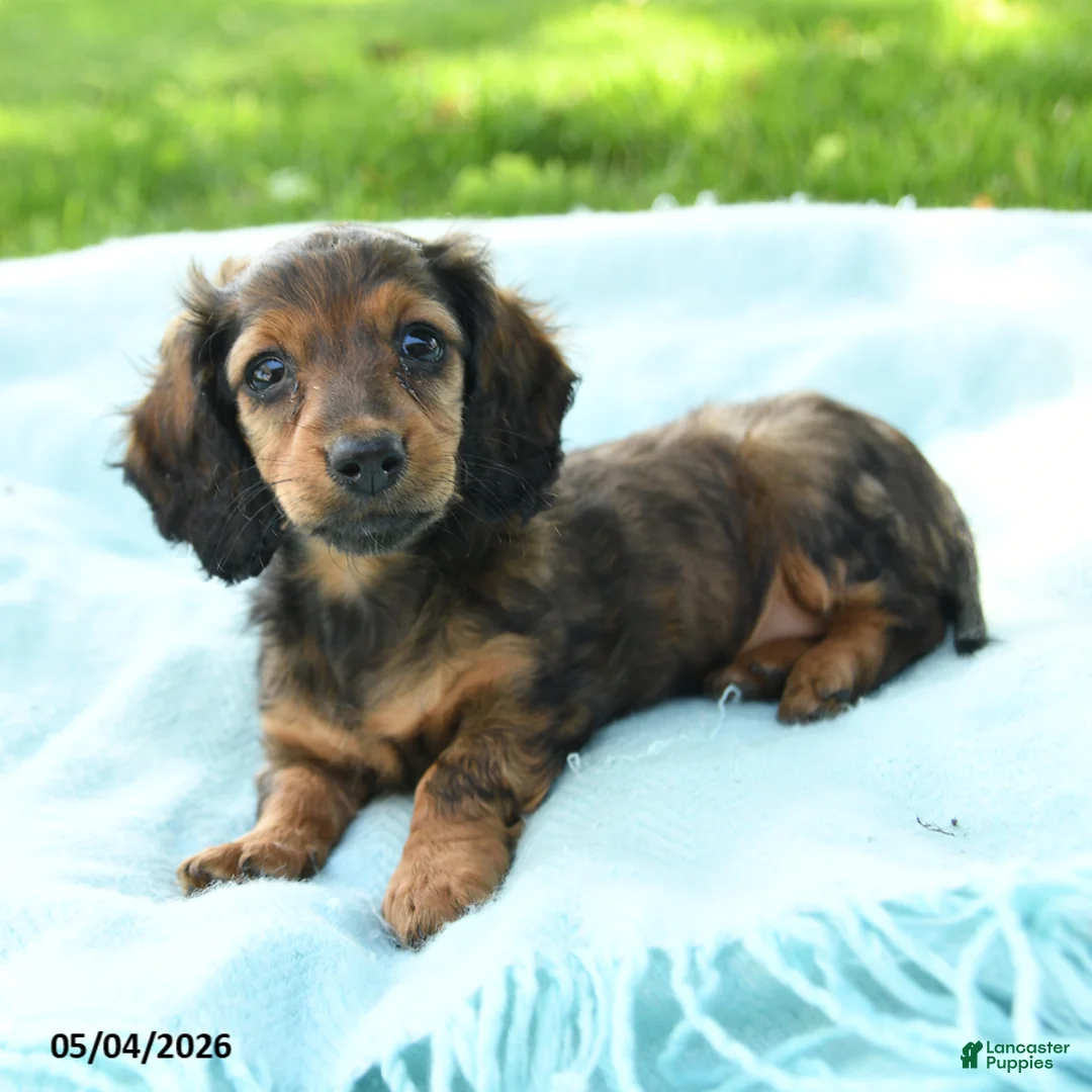 Miniature Dachshund dogs for sale: Penny - Ad 1