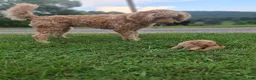 Labradoodle dogs for sale: Labradoodle 9 - Ad 10