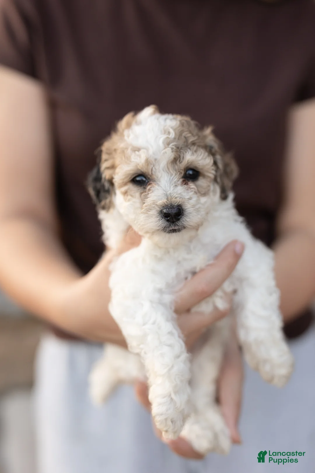 Bichpoo dogs for sale: Taffy - Ad 1