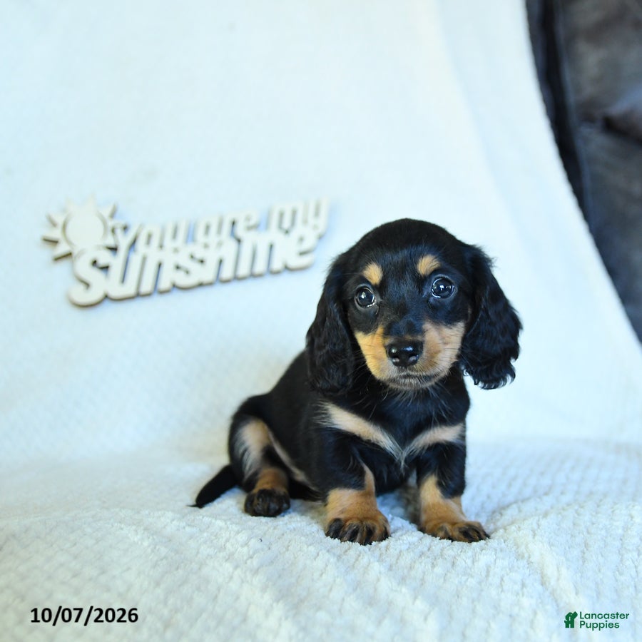Christopher (Dachshund, Male) in Leola, PA