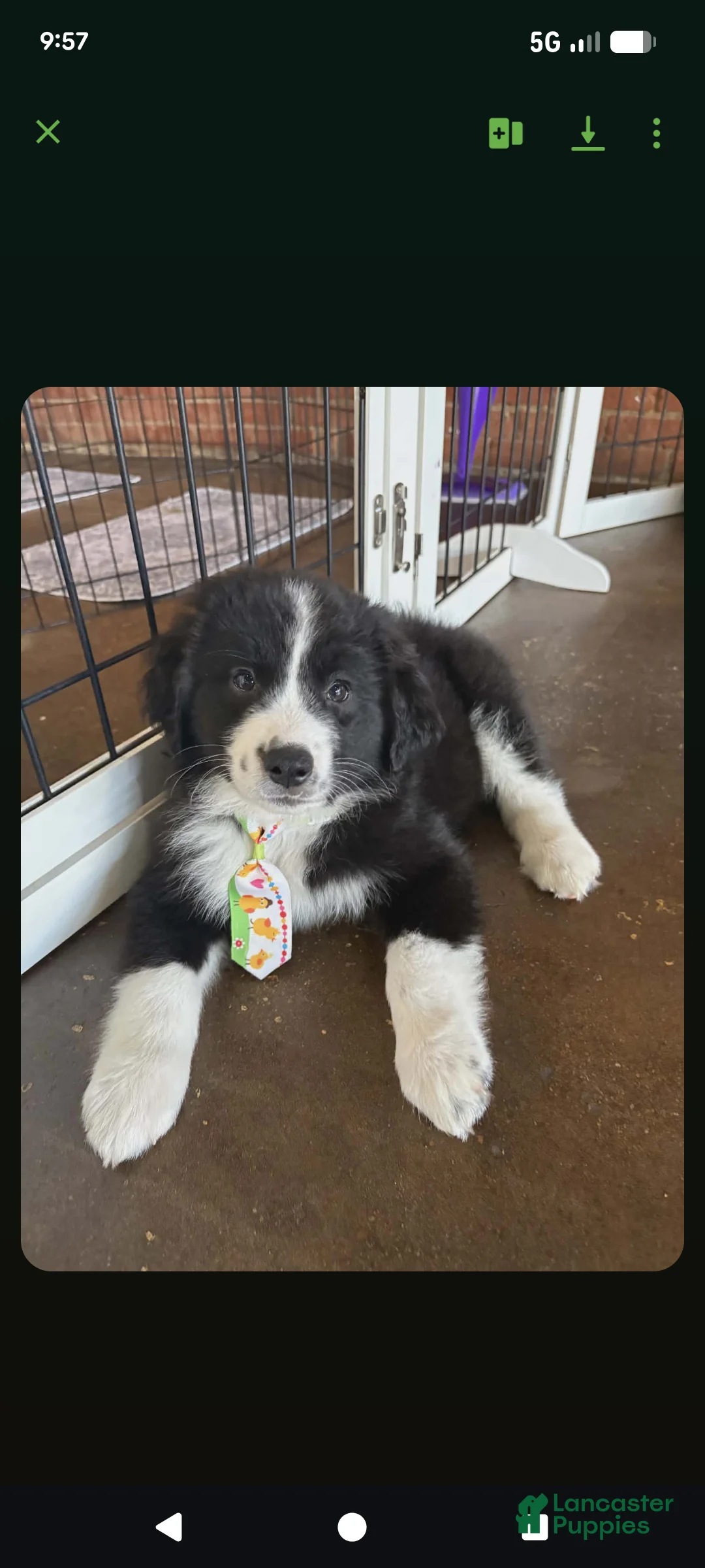 Mixed Breed dogs for sale: Mixed Breed Puppy 1 - Ad 1
