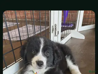 Mixed Breed dogs Mixed Breed Puppy 1 - Ad 4