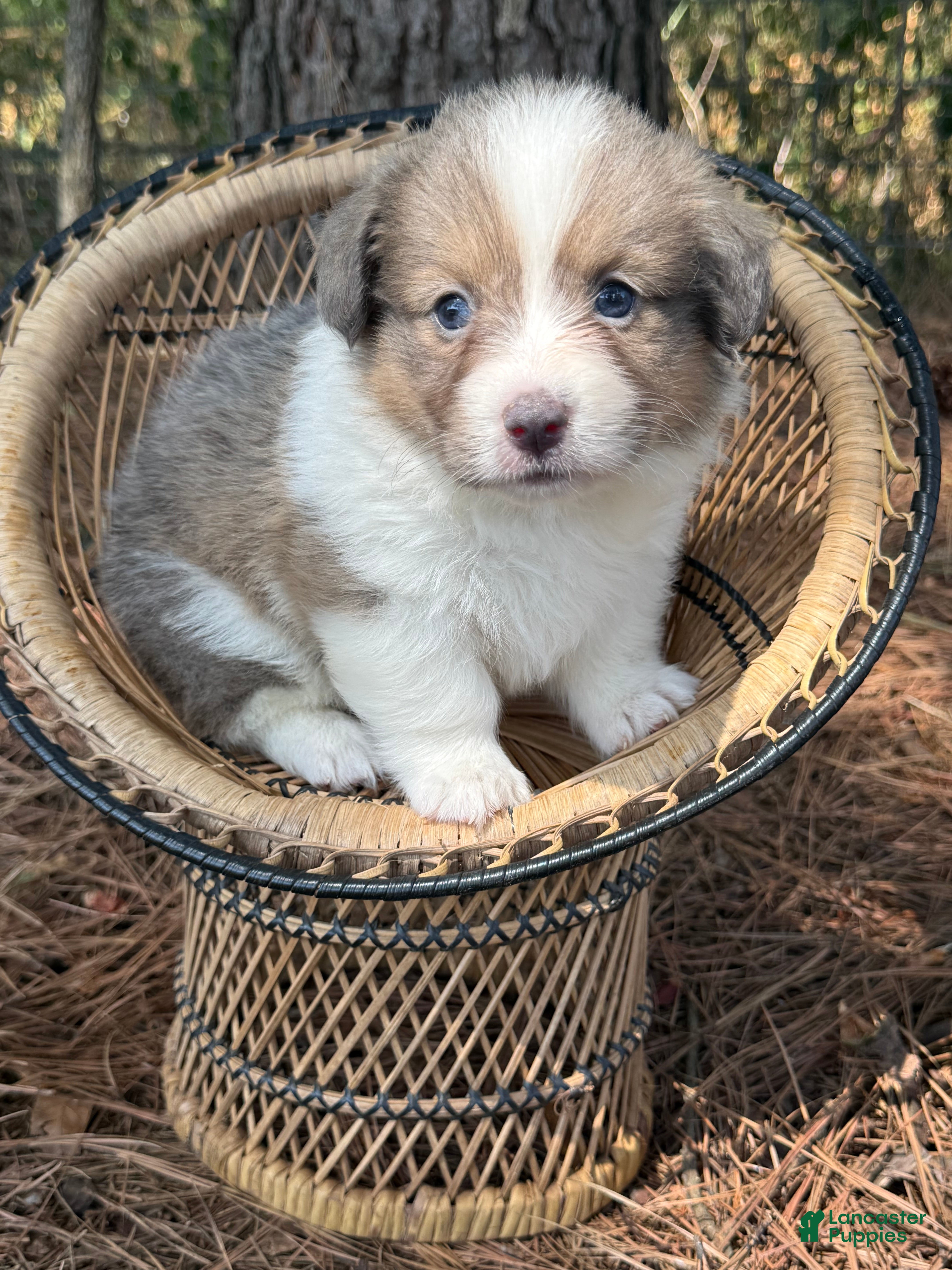 Welsh Corgi Pembroke dogs Fluffy sable - Ad 15