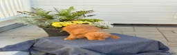 Goldendoodle dogs for sale: Tommy - Ad 9