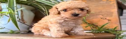 Toy Poodle dogs for sale: Missy - Ad 5