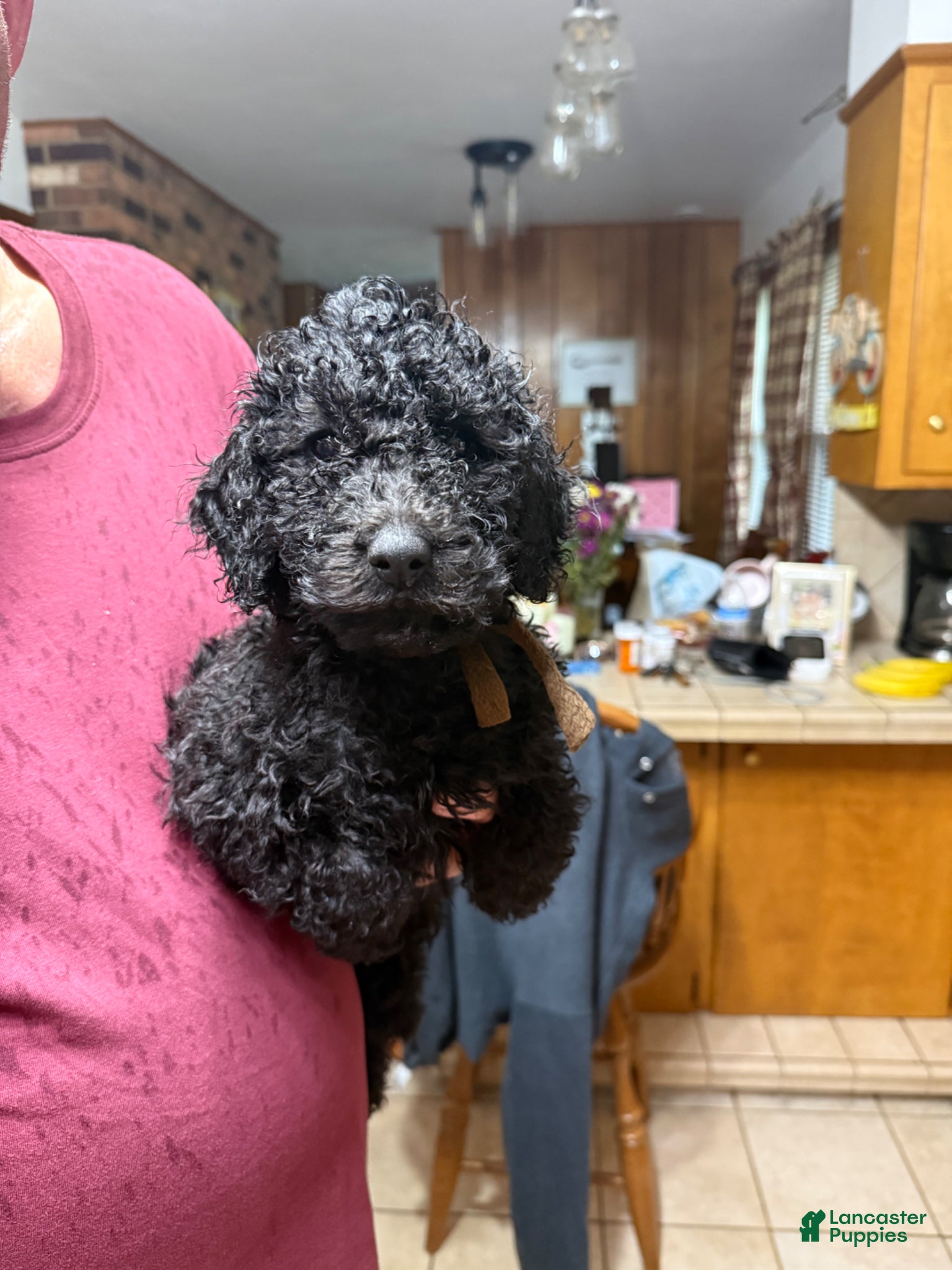 Standard Poodle dogs Brown Boy - Ad 1