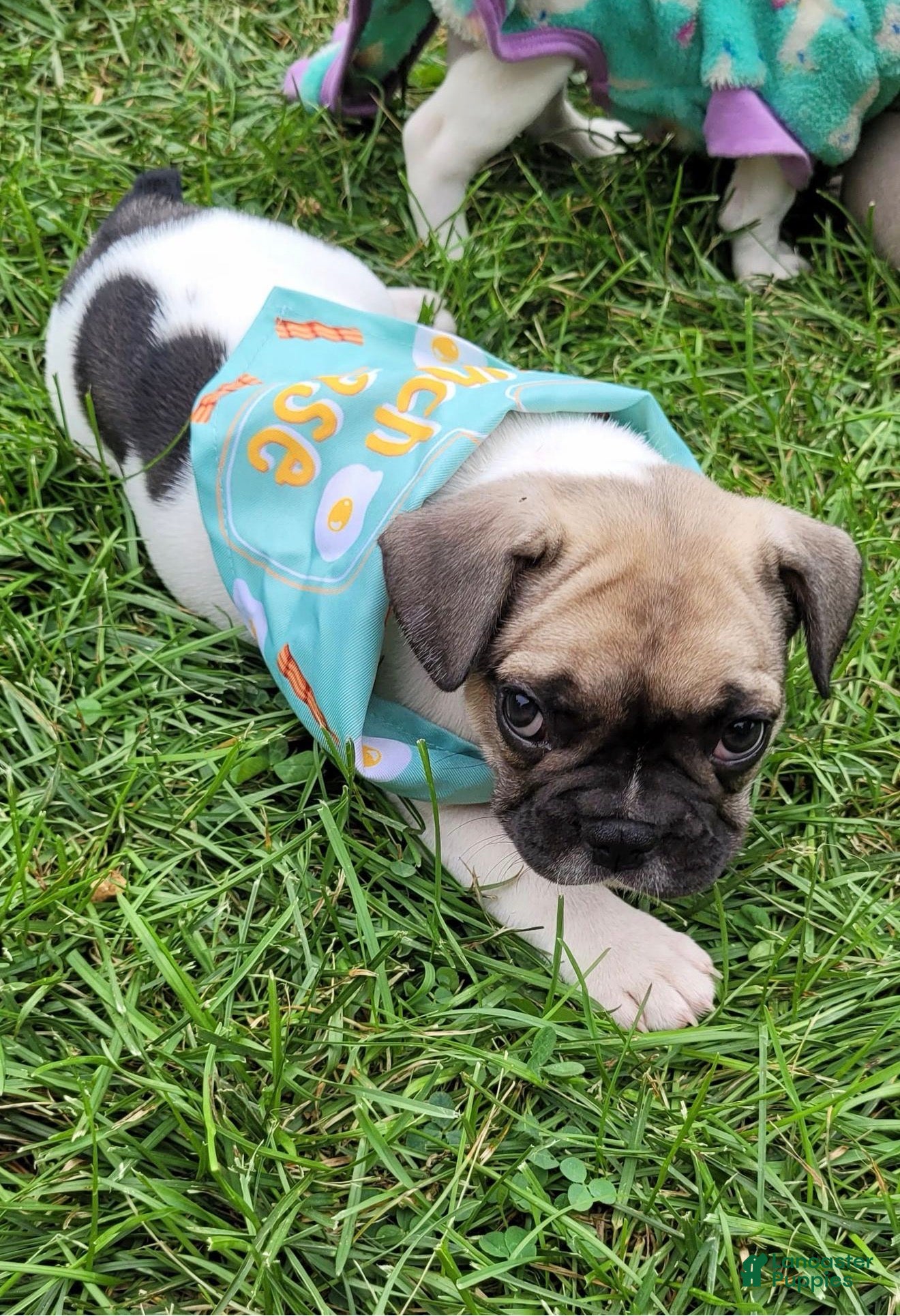 French Bulldog dogs S’mores Dark green  - Ad 1