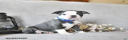 Boston Terrier dogs for sale: Kadeem - Ad 3
