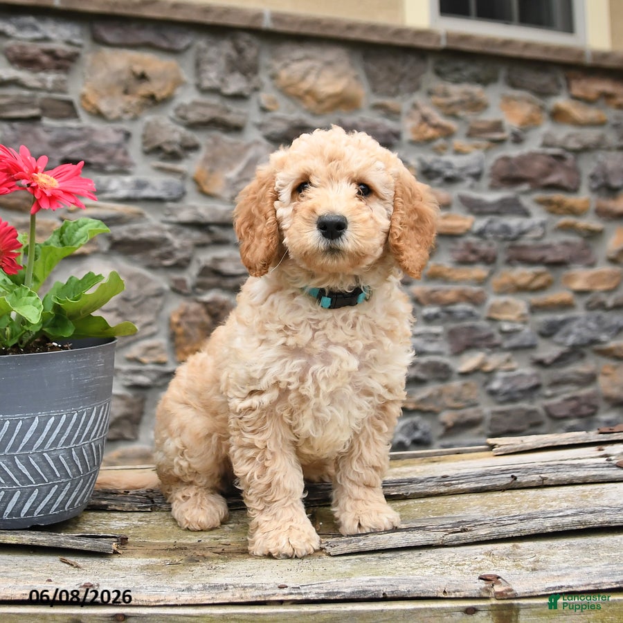 Mini Goldendoodle dogs Cooper - Ad 2