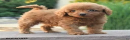 Miniature Poodle dogs for sale: Tiny Echo - Ad 3