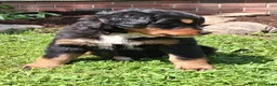Bernese Mountain Dog dogs for sale: Bruno  - Ad 4