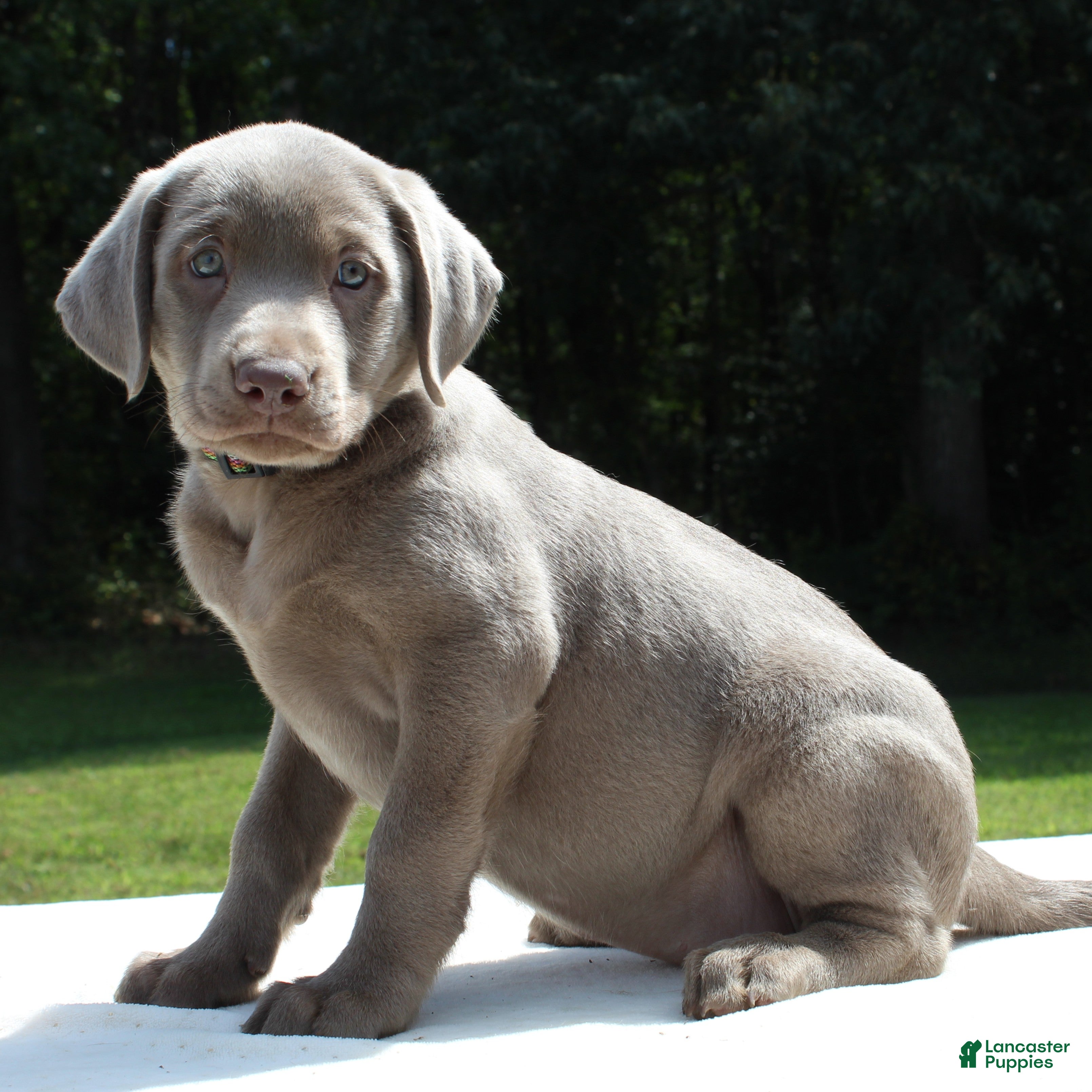 Labrador Retriever dogs Tessa - Ad 1