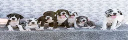 Great Dane dogs for sale: Charles - Ad 10