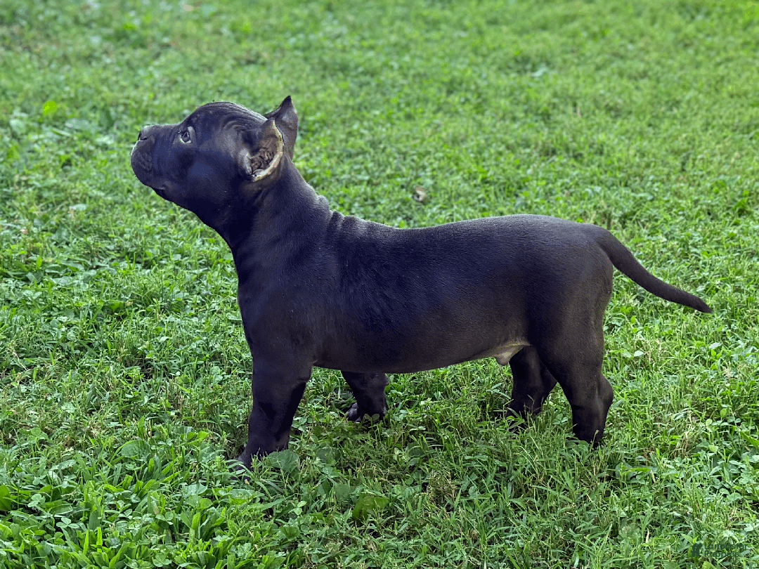 American Bully dogs for sale: Creed  - Ad 3