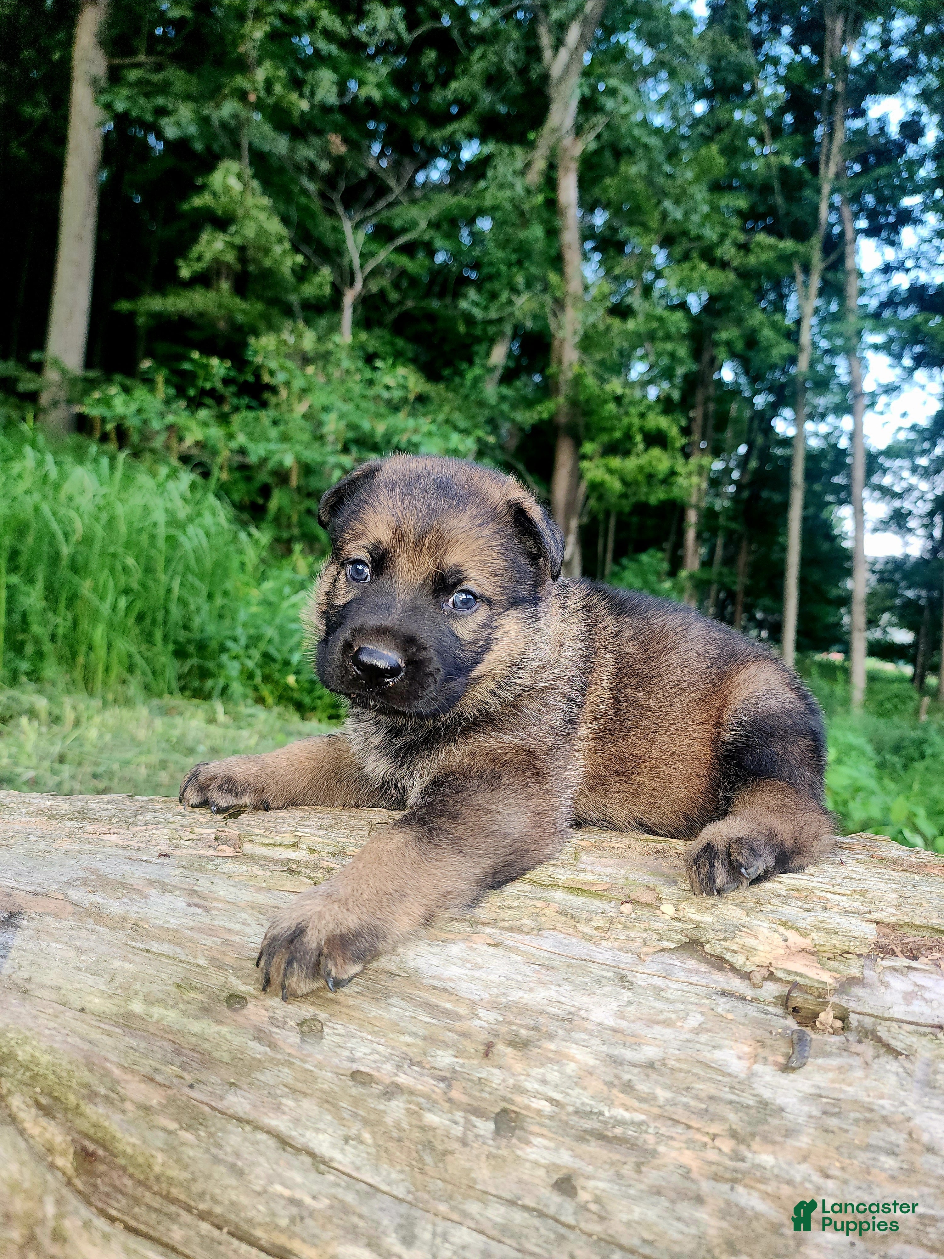 German Shepherd dogs German Shepherd 8 Thunder - Ad 1