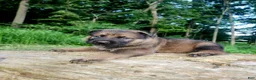 German Shepherd dogs for sale: German Shepherd 8 Thunder - Ad 1