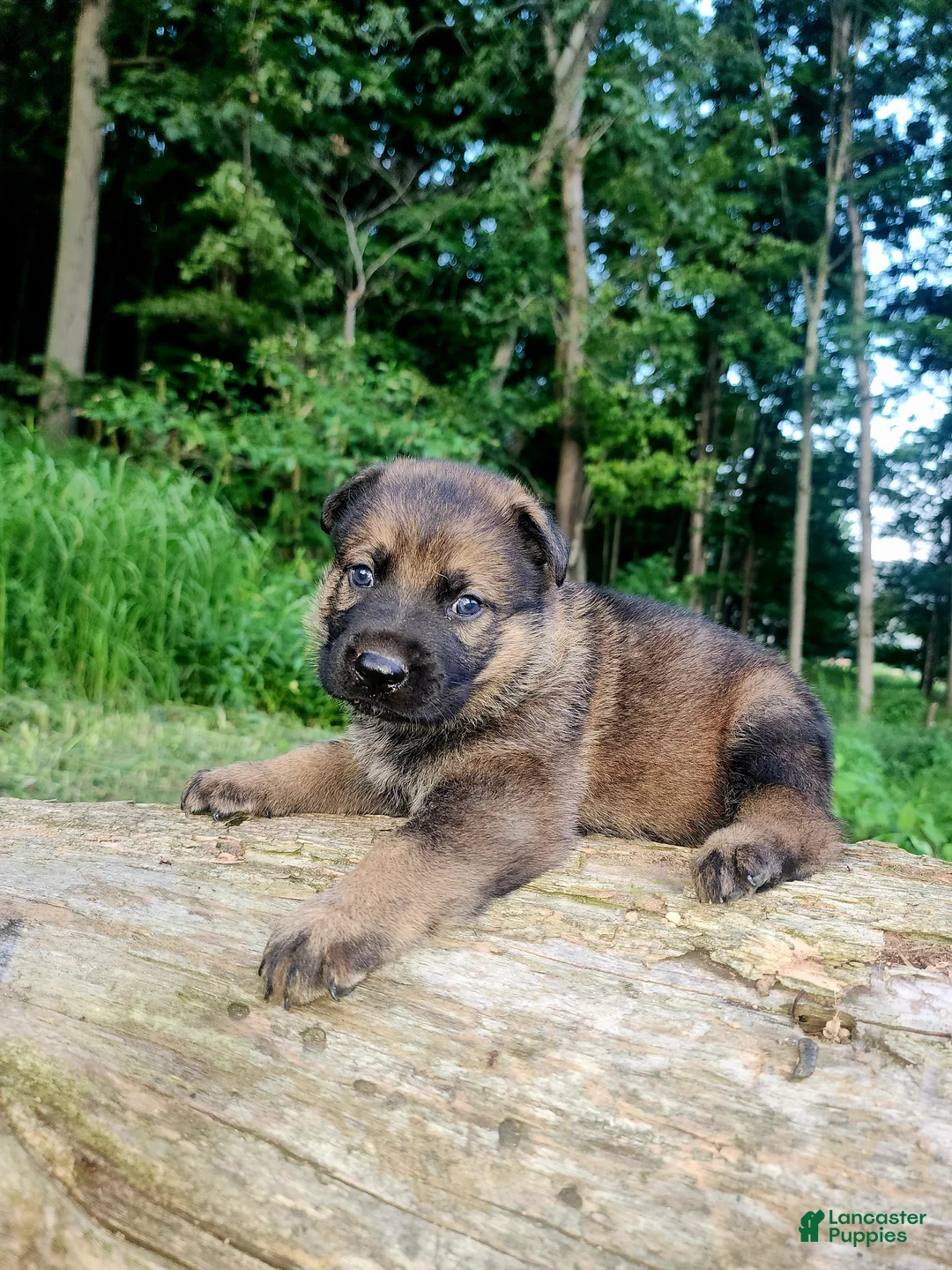 German Shepherd dogs for sale: German Shepherd 8 Thunder - Ad 1