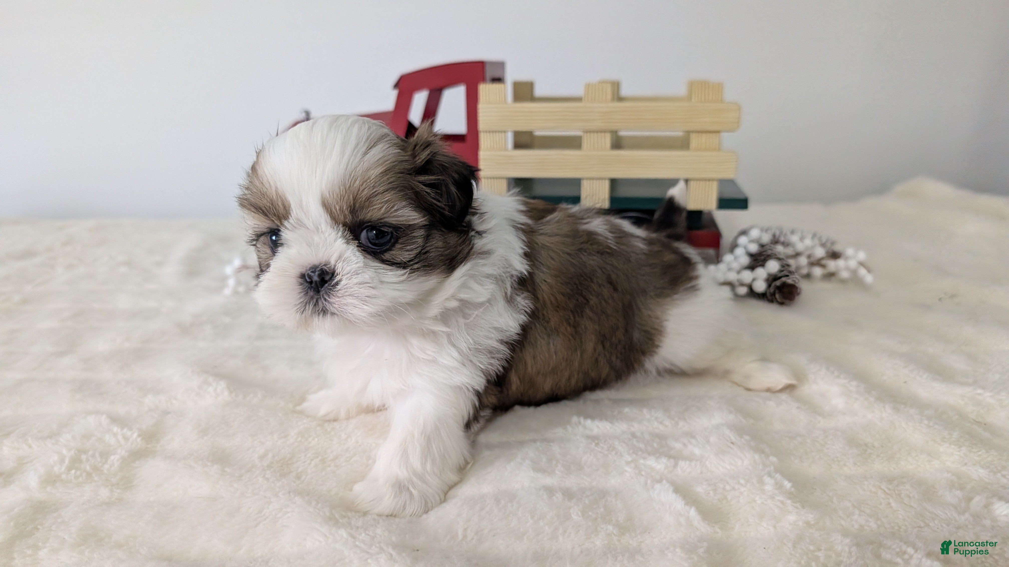 Shih Tzu dogs Tripp  - Ad 12