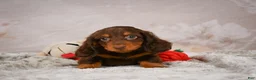 Miniature Dachshund dogs for sale: Spencer - Ad 6