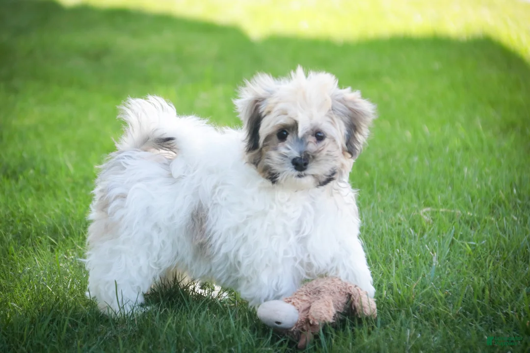 Havanese dogs for sale: Leo - Ad 2