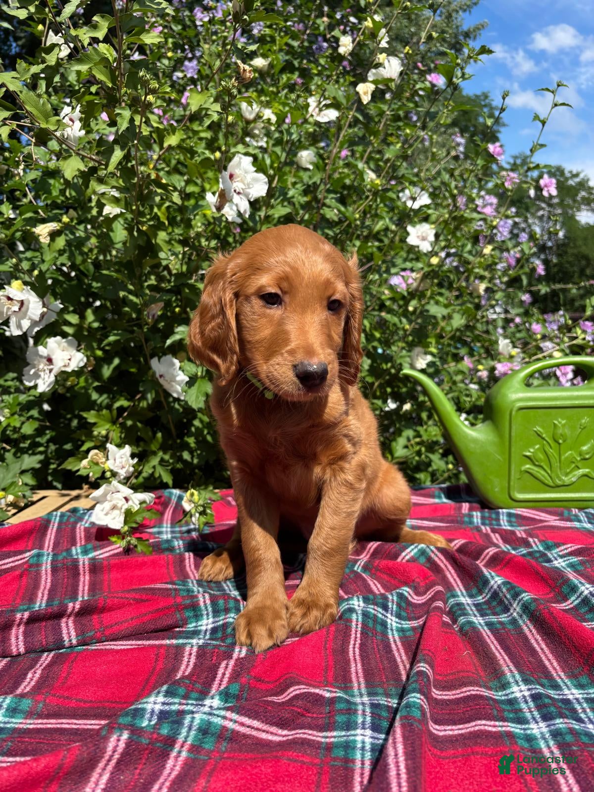 Mixed Breed dogs Lily - Irish Goldendoodle - Ad 1