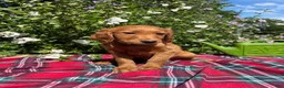 Mixed Breed dogs for sale: Lily - Irish Goldendoodle - Ad 7