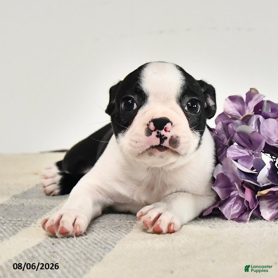 Boston Terrier dogs Jasper - Ad 1