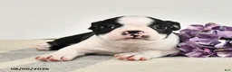 Boston Terrier dogs for sale: Jasper - Ad 1