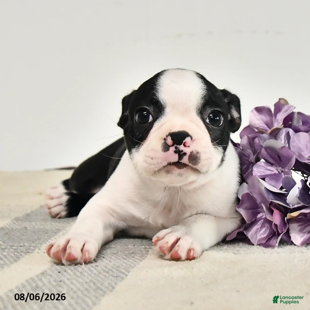 Boston Terrier dogs for sale: Jasper - Ad 1