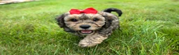 Cavapoo dogs for sale: Viking 🐶 - Ad 14