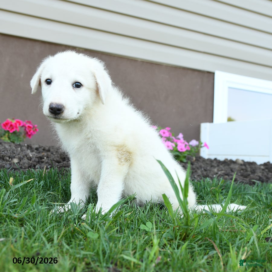 Maremma Sheepdog dogs Emmy - Ad 1
