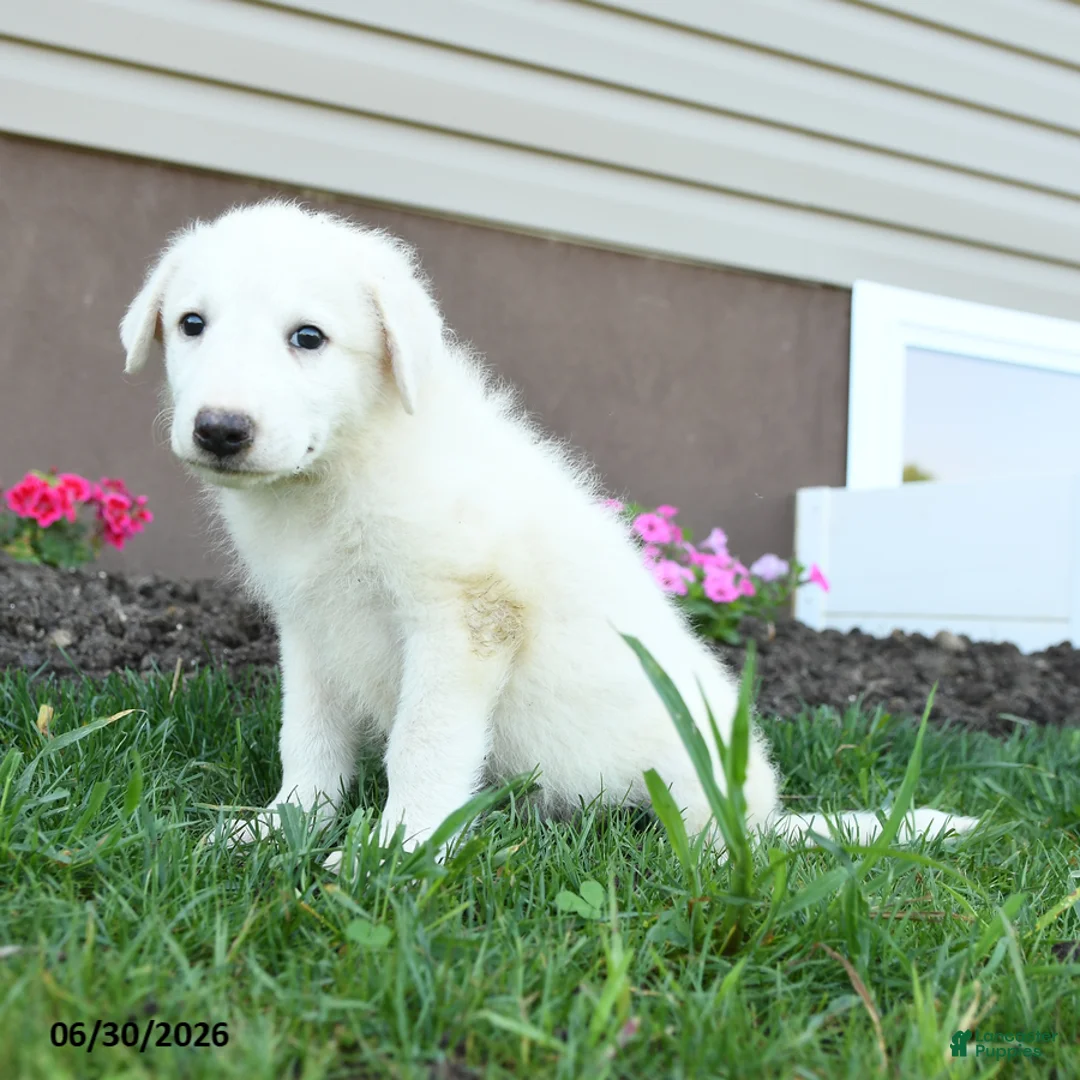 Maremma Sheepdog dogs for sale: Emmy - Ad 1