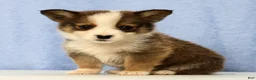 Mixed Breed dogs for sale: Dewey - Ad 4