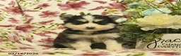 Pomsky dogs for sale: Indigo  - Ad 2