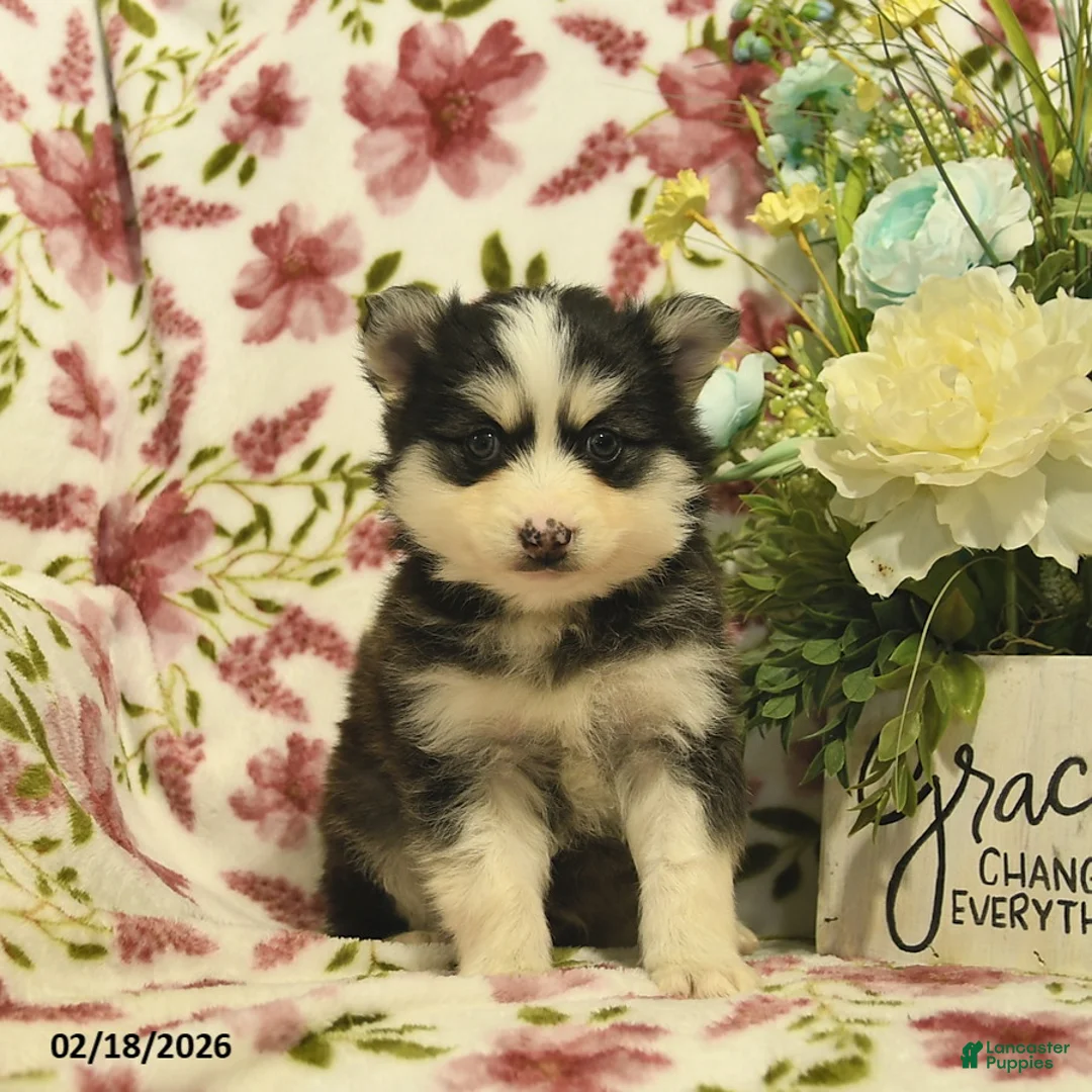 Pomsky dogs for sale: Indigo  - Ad 2