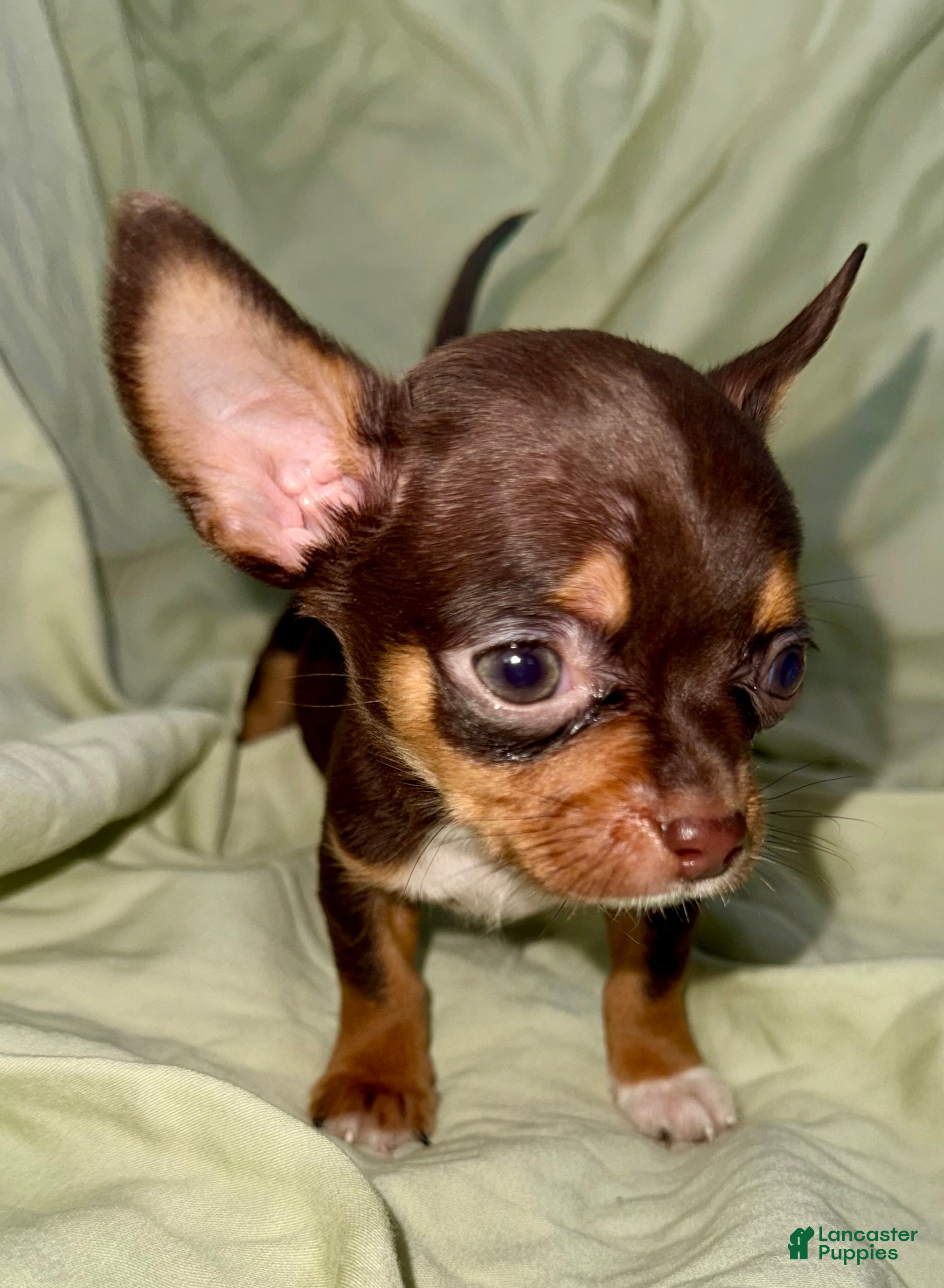 Chihuahua dogs Shorty  - Ad 1