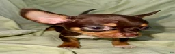 Chihuahua dogs for sale: Shorty  - Ad 1