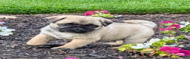 Big Paws