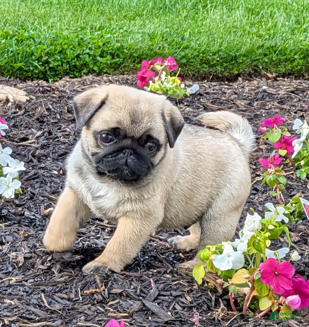 Pug dogs for sale: Big Paws - Ad 1