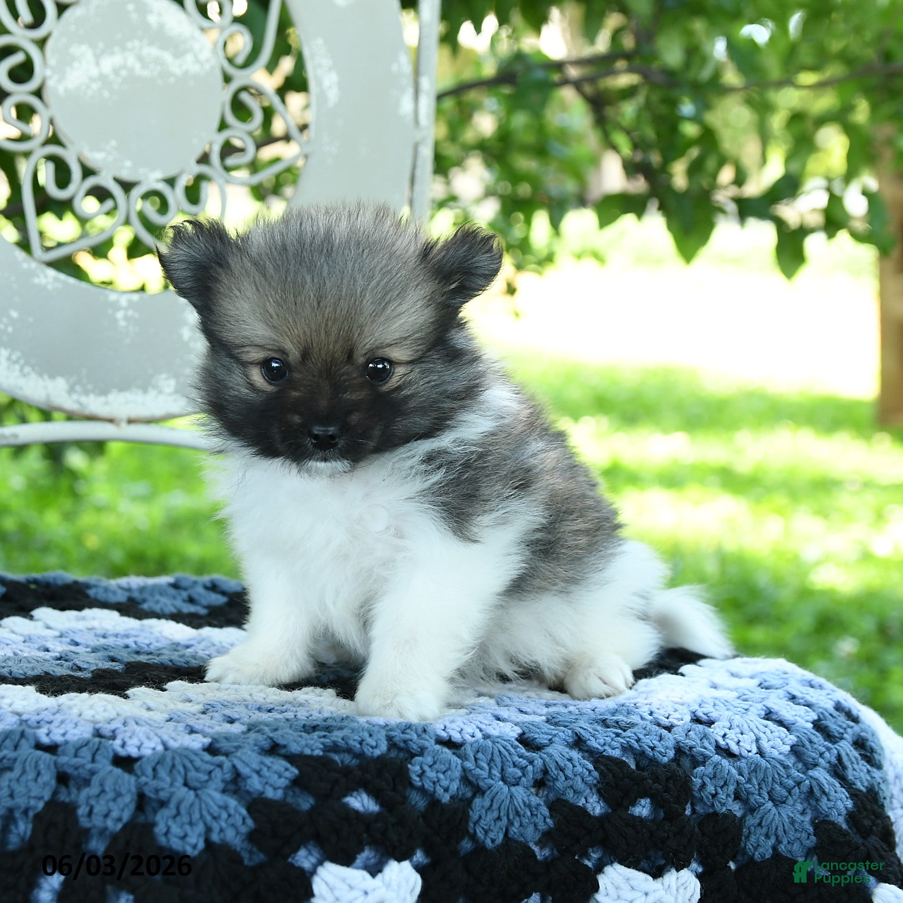 Pomeranian dogs Porter - Ad 1