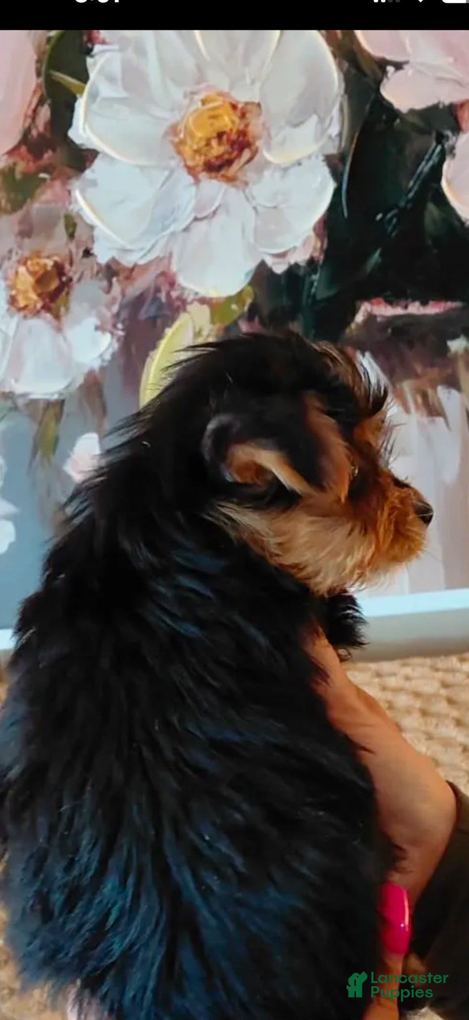 Yorkshire Terrier dogs Yorkshire Terrier Puppy   Toy size  12 weeks old  - Ad 2